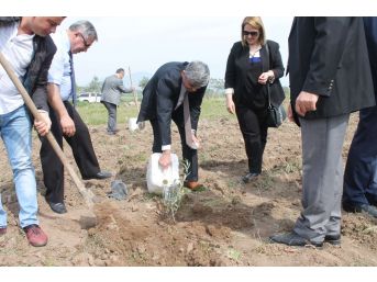Manisa'da Fidanlar Yeşeriyor